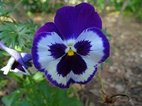 purple pansy