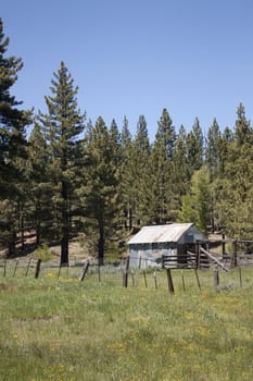 An old rusty cabin/shack/hut in a forest meadow.