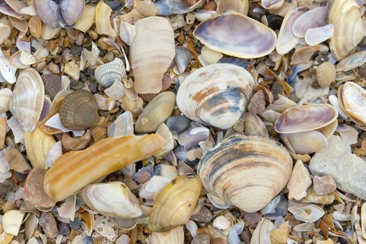 Empty shells and pebbles by the beach