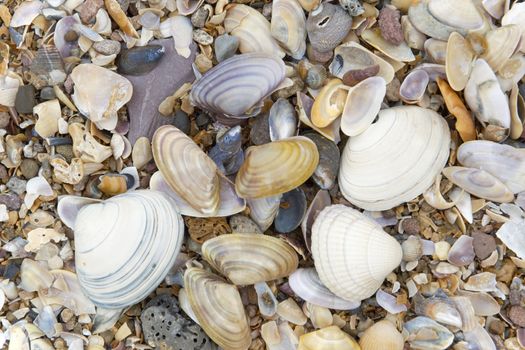 Broken shells and pebbles by the beach