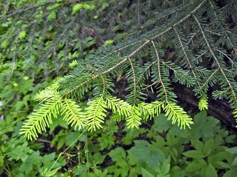 Branch with a pin in green