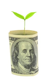 Tree growing from dollar bill