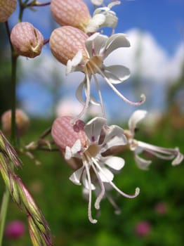 Field flowers