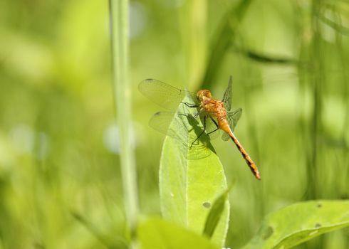 Female Yellow-legged Meadowhawk perched on a plant leaf.