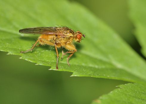 Bee Like Tachinid Fly perched on a plant leaf.