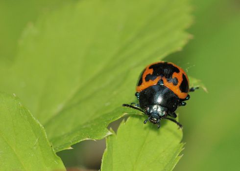 A ladybug perched on a plant leaf.