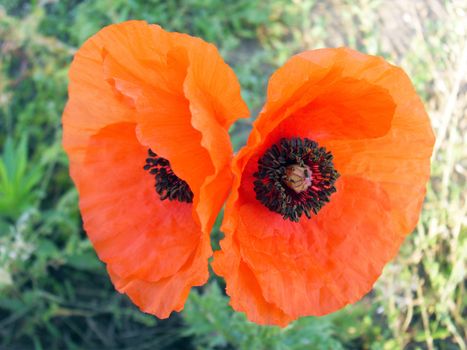 Coquelicot flower