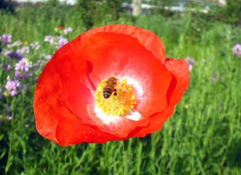 Coquelicot flower