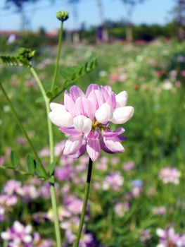 chinese milk vetch