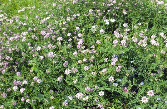 chinese milk vetch