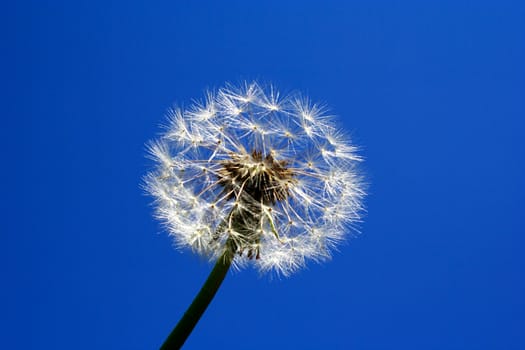 Zoomed foto of dandelion head on last stage