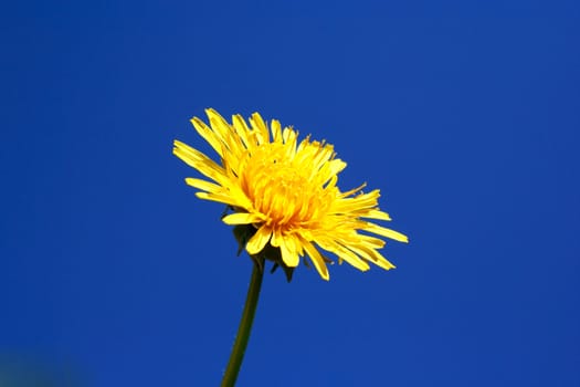 Zoomed foto of dandelion head on blue sky