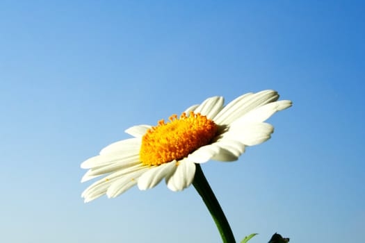 Zoomed foto of chamomile head on blue sky