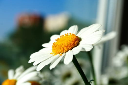 Zoomed foto of chamomile head on feculent background