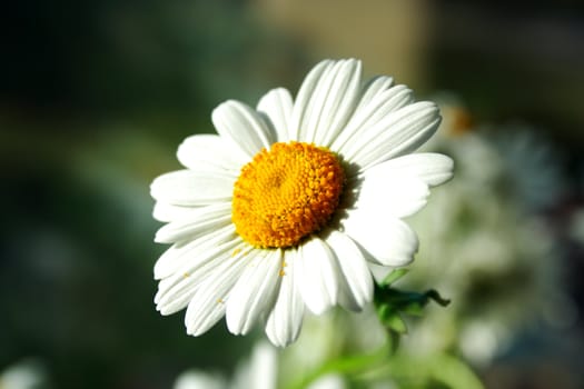 Close zoomed foto of chamomile head petal leaves