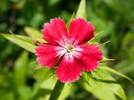 Bright red flower