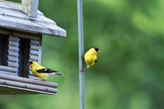 Two male American Goldfinch perched on a feeder.  Extreme shallow depth of field with room for copy space.
