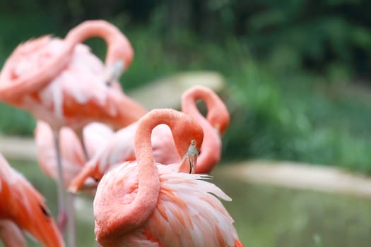 Beautiful Caribbean Flamingo grooming its feathers.
