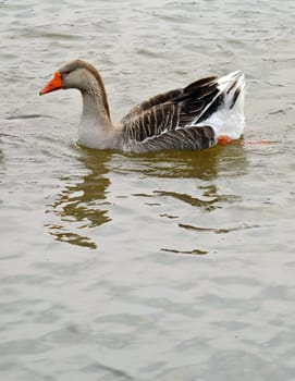 Wild goose swiming on the water in north China