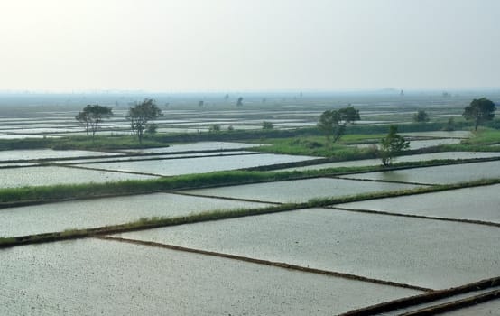 Rice fields in chinese main land north east Hebei province
