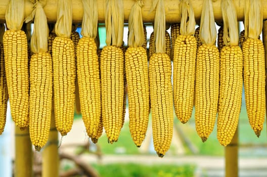Hanged down corn cobs.