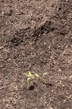 Planting seedlings in the garden on a warm Spring day.