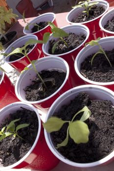 Planting seedlings in the garden on a warm Spring day.