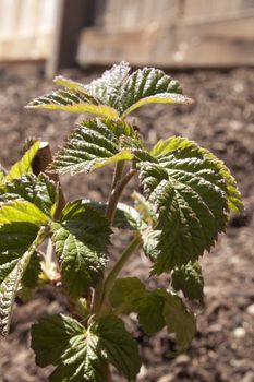 a rasberry seedling in the garden on a warm spring day.