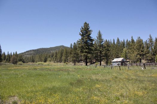 An old rusty cabin/shack/hut in a forest meadow.