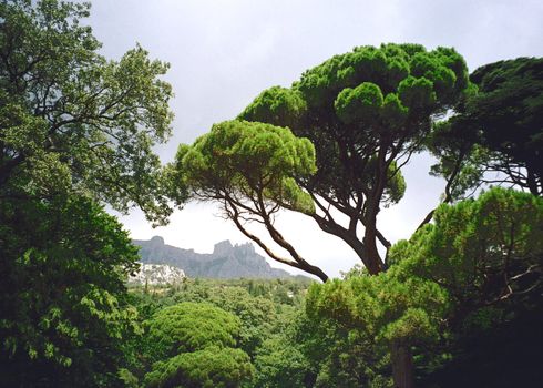 Green tree in botanic garden in Ukrain