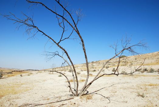 The dead dried up bush in desert