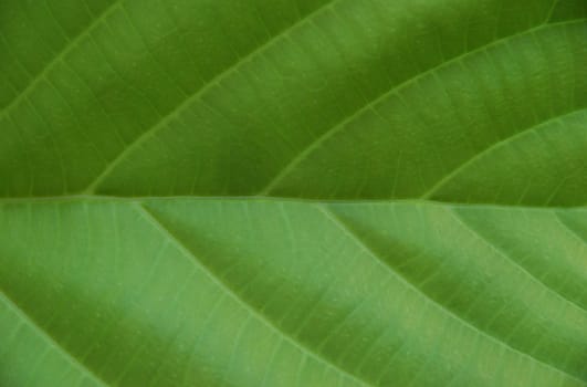 Green leaf close up for background use
