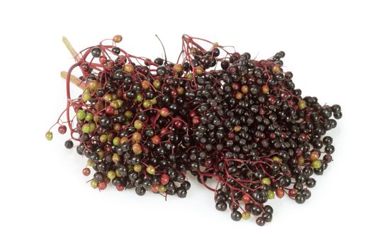 Closeup detail of ripening elderberries on a white 