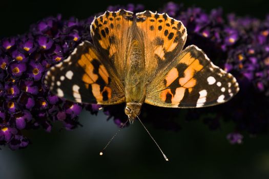 Painted lady drinking nectar from flowers of butterfly bush on summer day