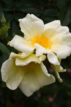 Soft creamy-white coloured single roses in the garden in summer