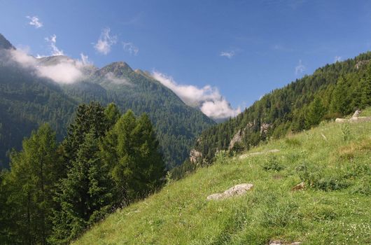 Pasture and moumtains in Pejo valley, Trentino, Italy