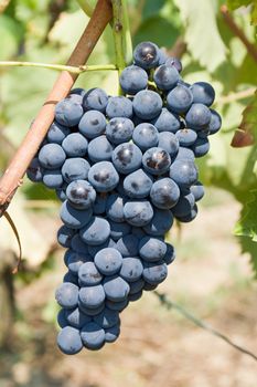 ripe bunch of red grapes in a vineyard