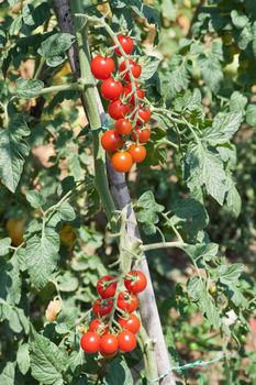 ripe cherry tomotoes in a biological crop