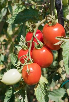 ripe cherry tomotoes in a biological crop