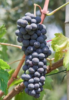 bunch of red grapes hanging  in a vineyard