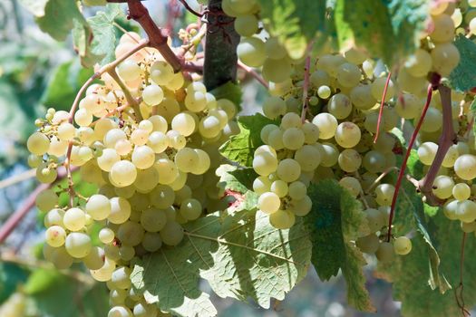 bunch of white grapes hanging  in a vineyard
