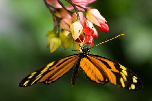 Tropical butterfly Tiger heliconian on red flowers