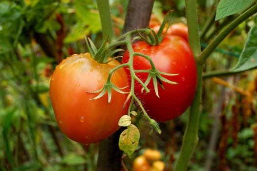 a pair of red tomatoes on the plant