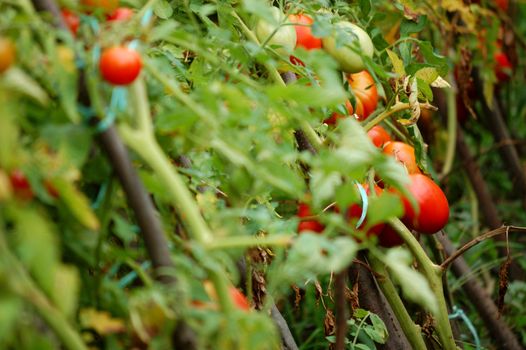 view of tomatoes plants in the garden