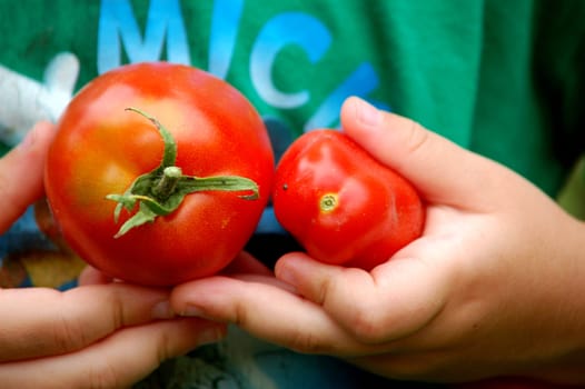 closeup of two tomatoes hold in hands