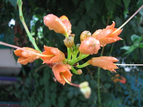 Drops on the flowers