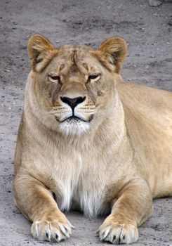 The portrait of the lioness