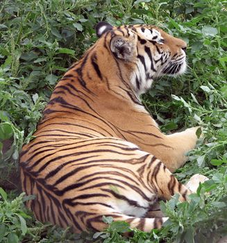 Tiger on the grass