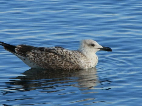 The seagull on the blue water