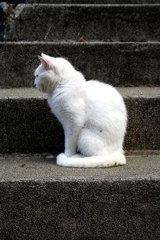 White cat profile on grey stones stair